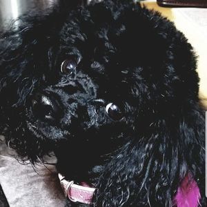 Meet your Posher, Wayne